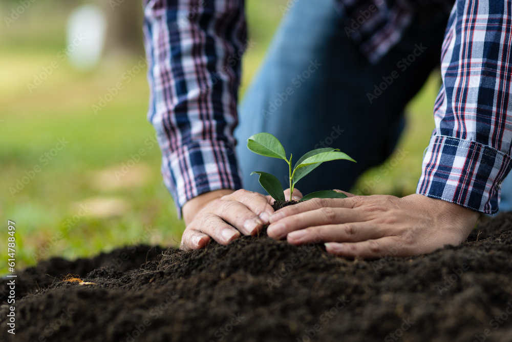 Farmers plant seedlings into fertile soil.