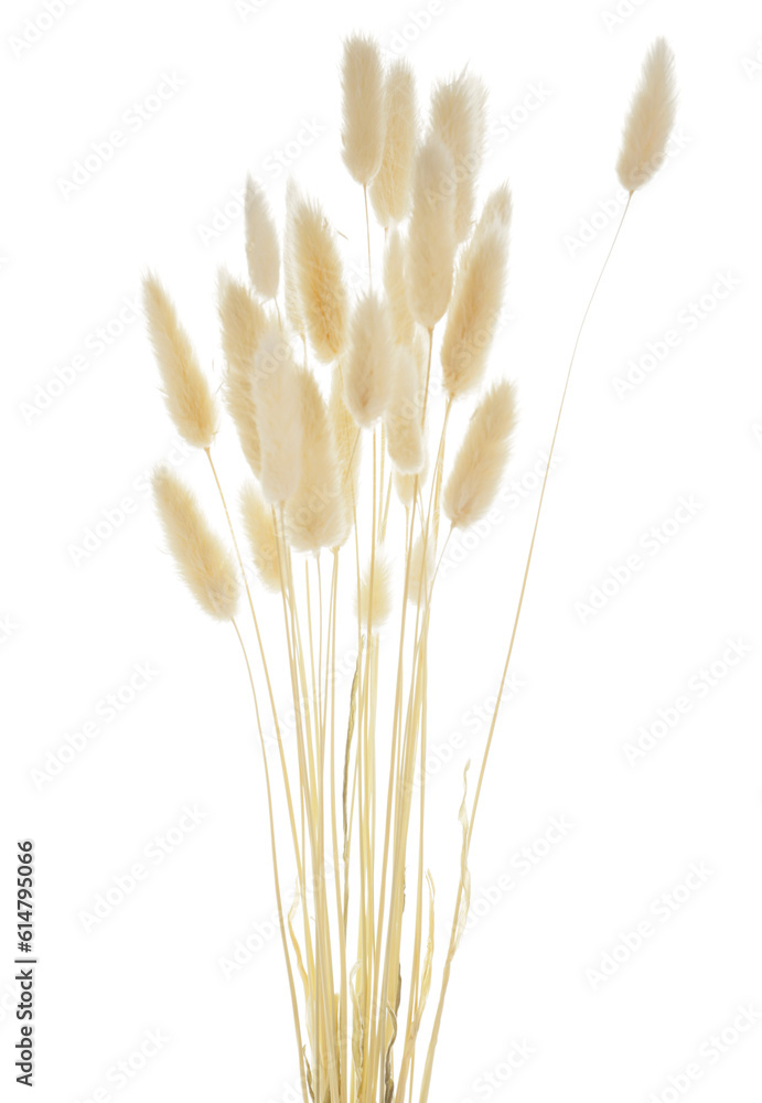 Dried lagurus isolated on white background, closeup