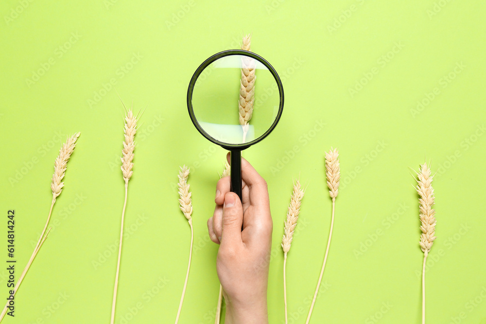 Female hand with ear wheat on green background