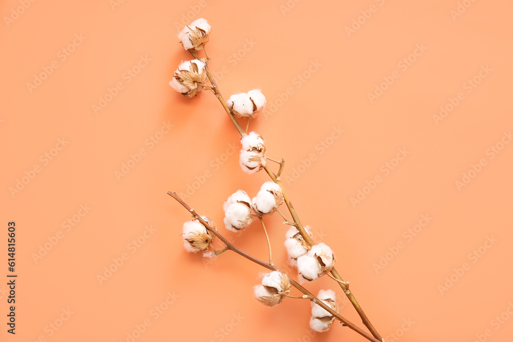 Cotton sprigs on orange background