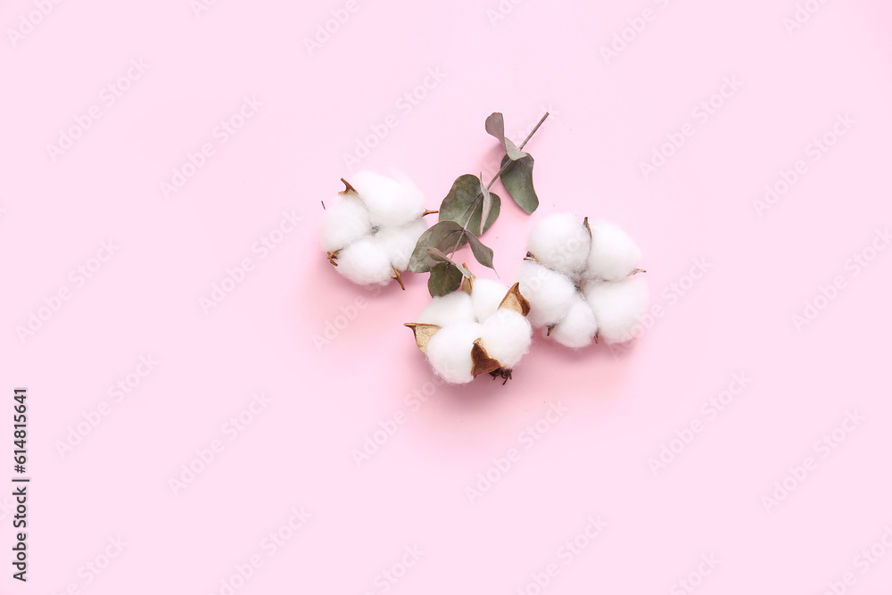 Cotton flowers and eucalyptus on pink background