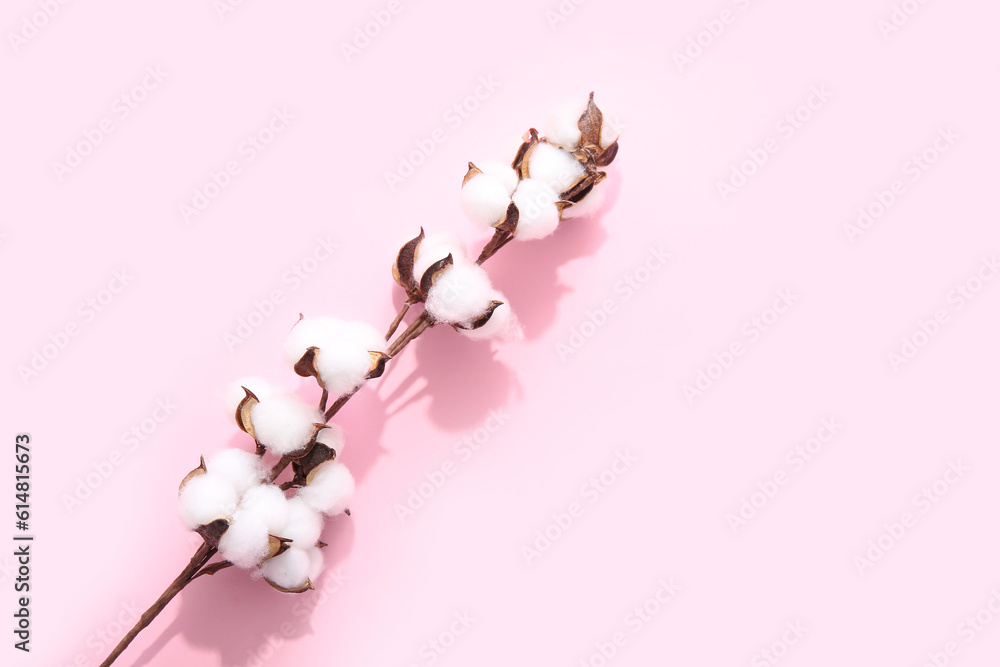 Cotton sprigs on pink background