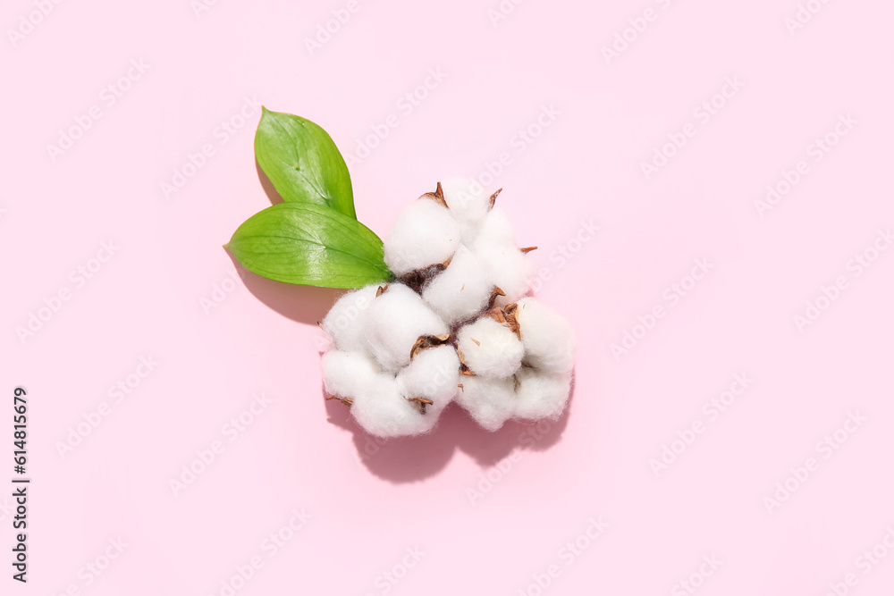 Cotton flowers and plant leaves on pink background