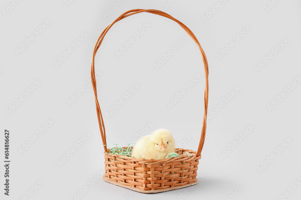 Basket with cute little chick on grey background