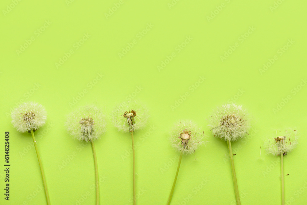 White dandelion flowers on green background