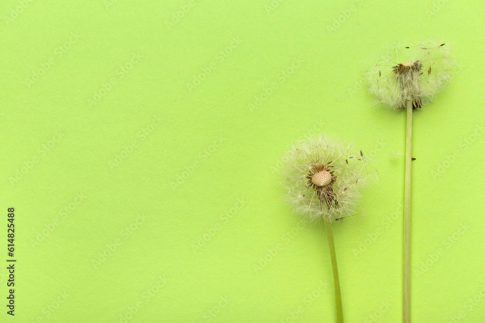 White dandelion flowers on green background