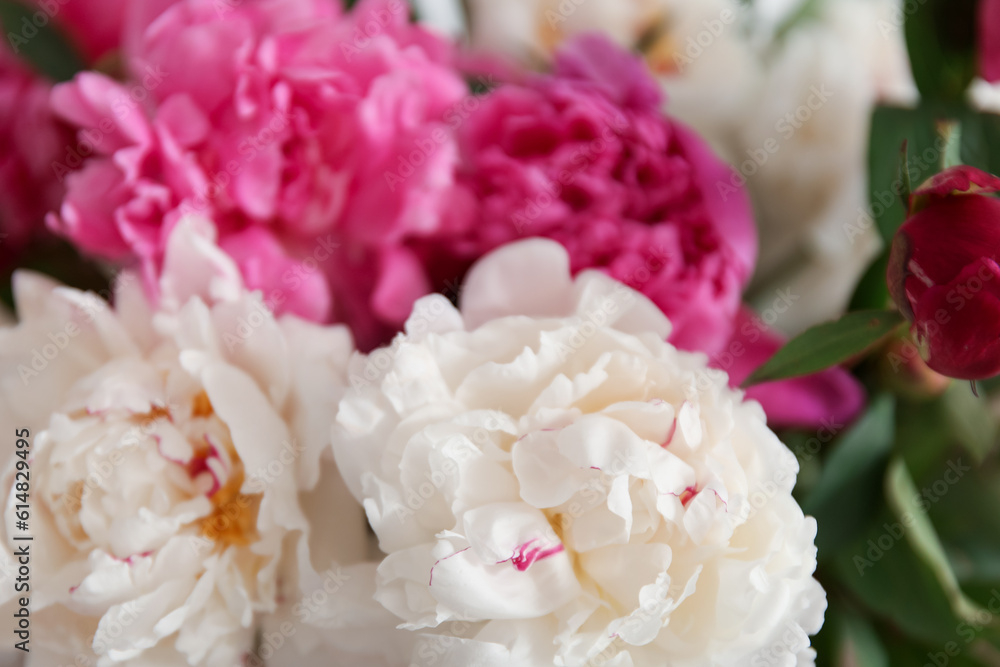 Bouquet of blooming peony flowers, closeup