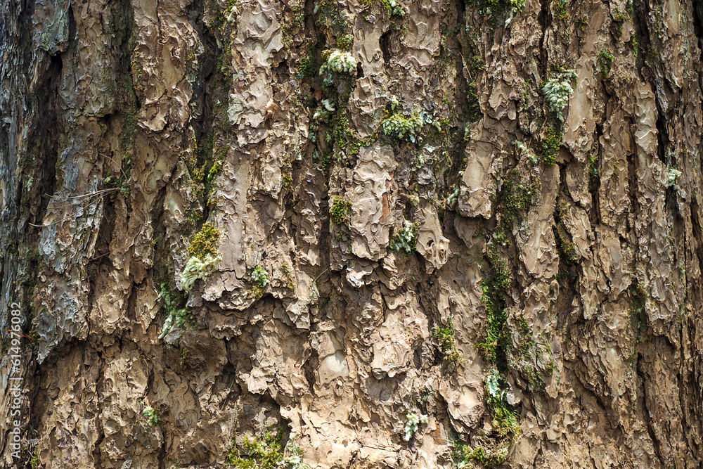  fungus growth on tree bark in nature