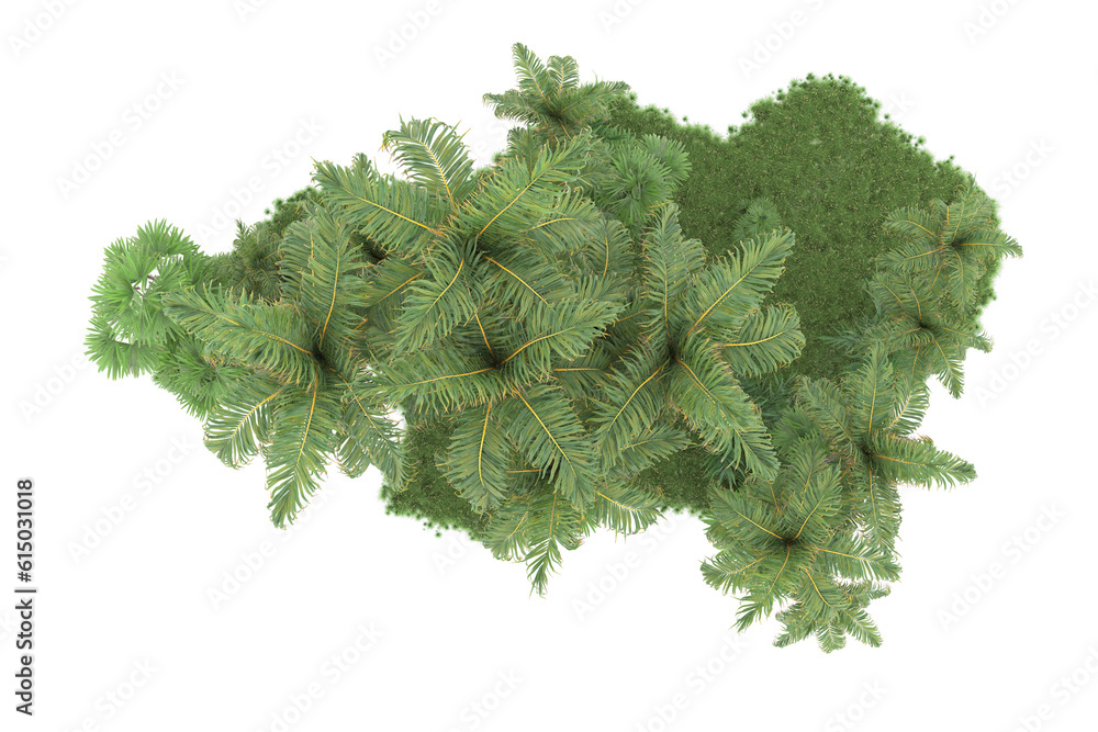 Tropical forest isolated on transparent background. 3d rendering - illustration