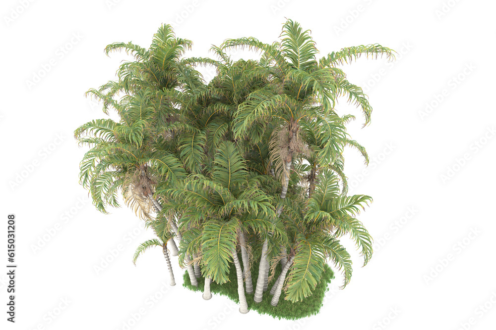 Tropical forest isolated on transparent background. 3d rendering - illustration