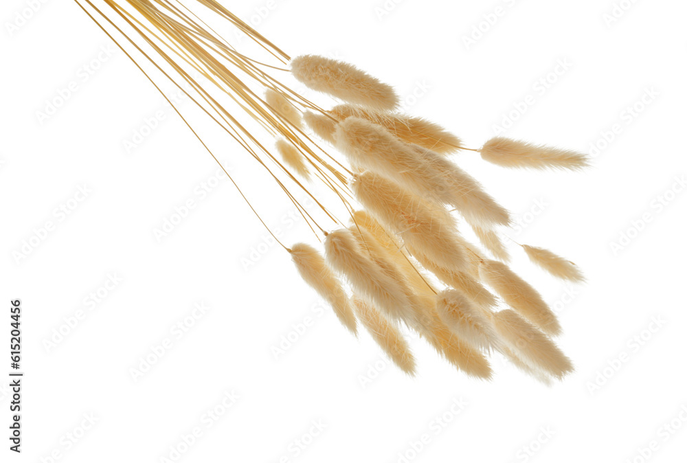 Dried lagurus isolated on white background, closeup