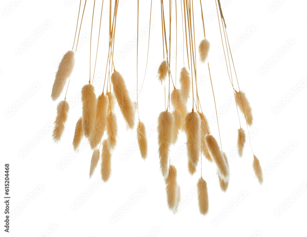 Dried lagurus isolated on white background, closeup