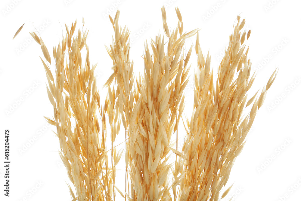 Dried oats spikelets on white background, closeup