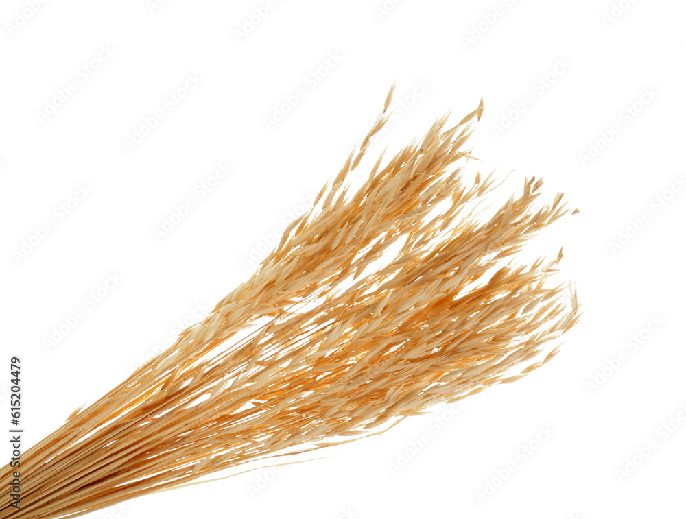 Dried oats spikelets on white background, closeup