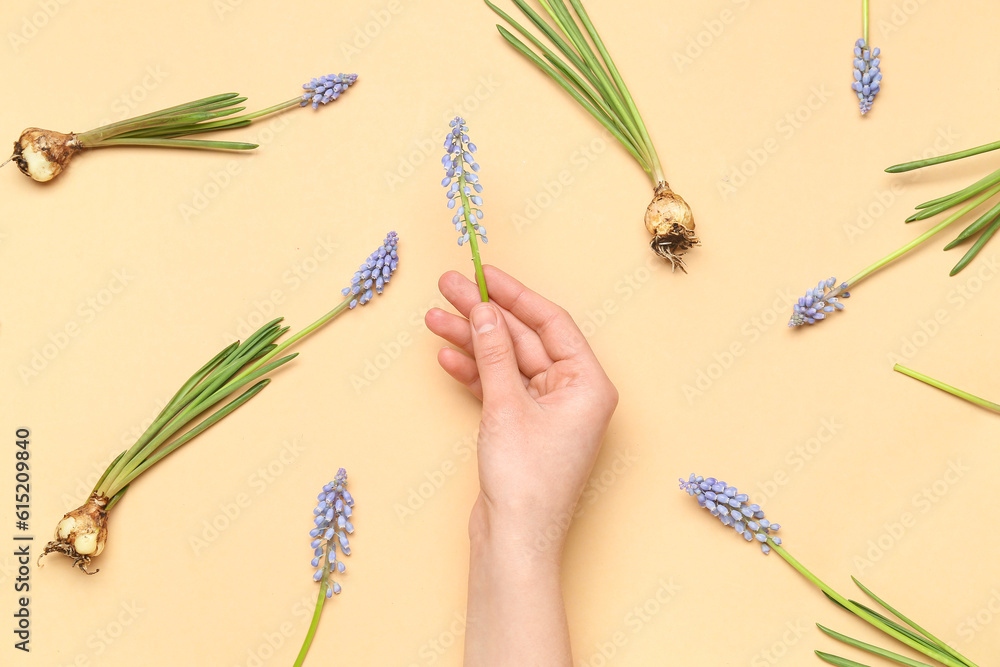 Composition with female hand holding Muscari flower on beige background