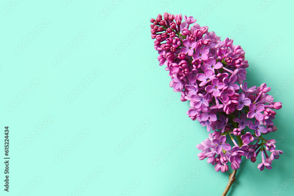 Blooming lilac flowers on turquoise background