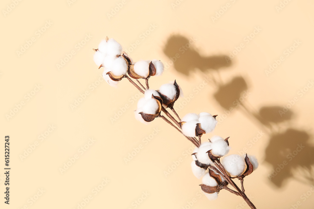 Cotton sprig on beige background