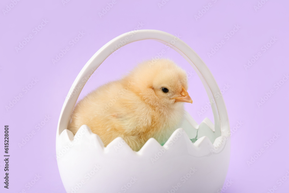 Basket with cute little chick on lilac background