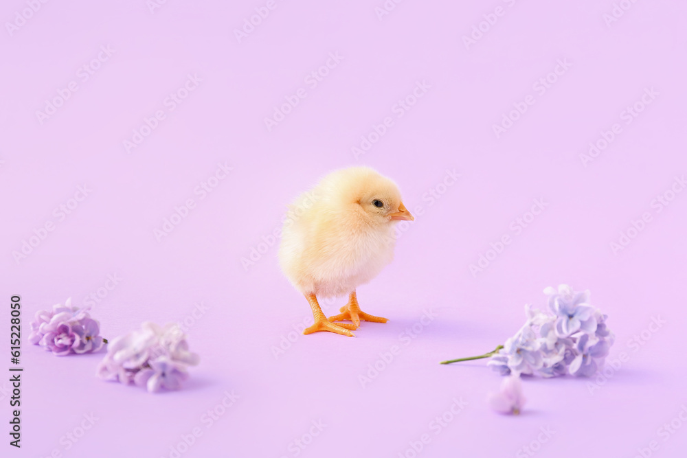 Cute little chick with lilac flowers on color background