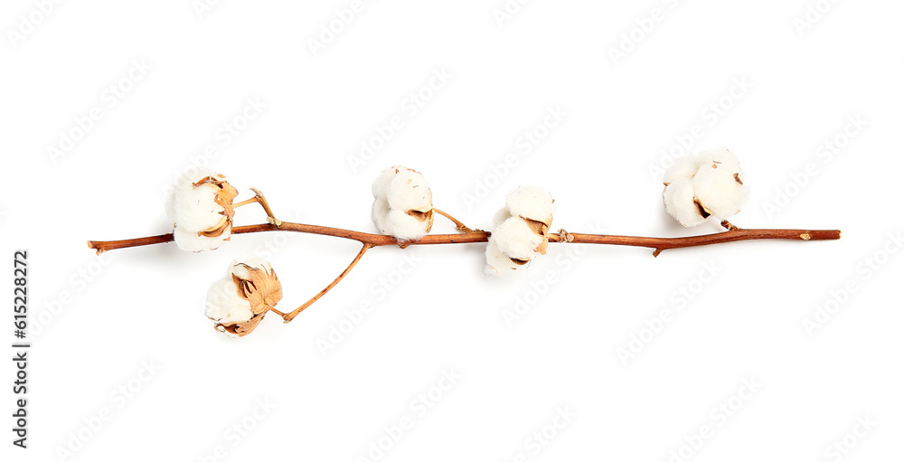 Beautiful cotton flower branch on white background