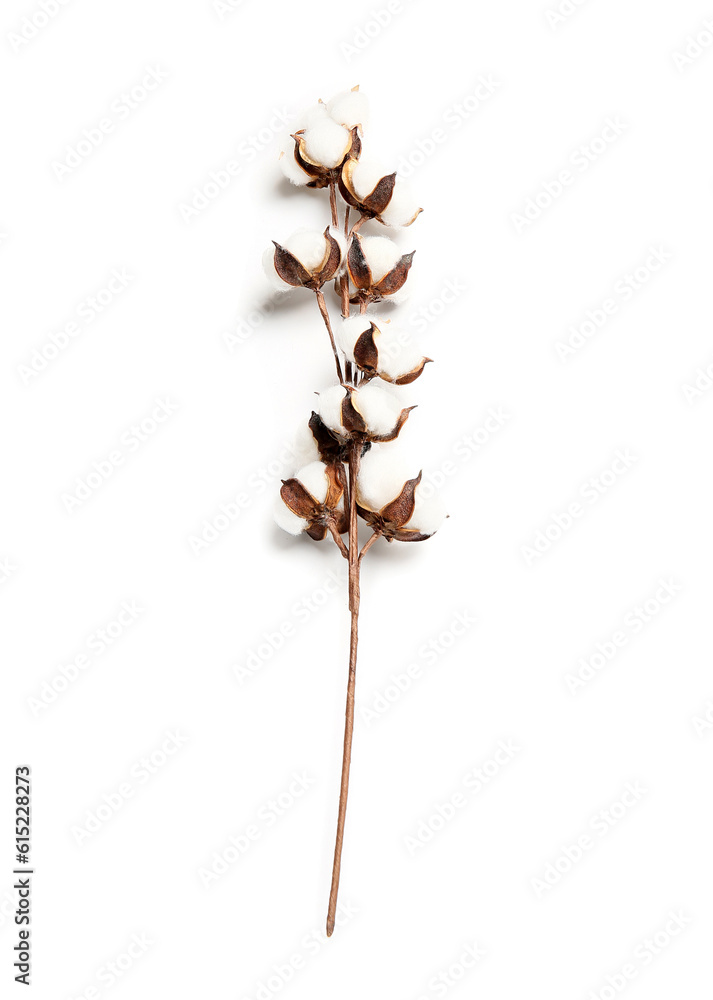 Beautiful cotton flower branch on white background