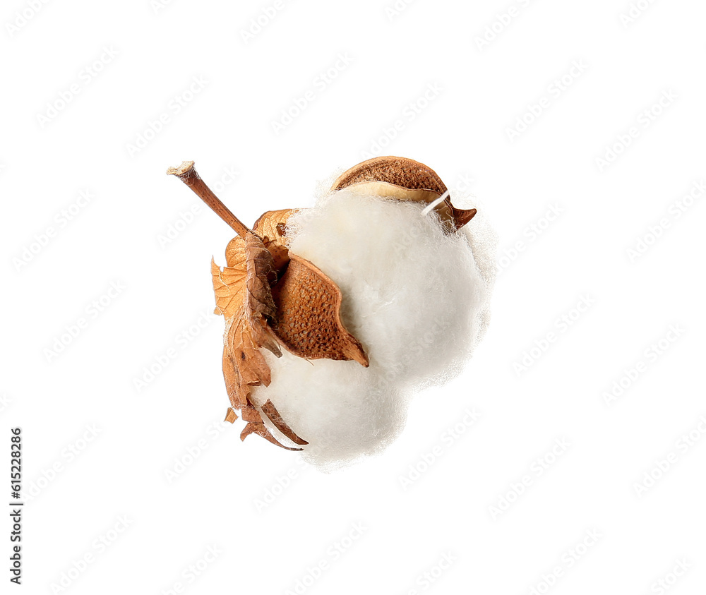 Beautiful cotton flower on white background