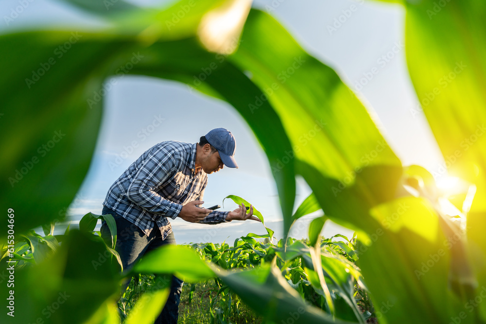 Agriculture work on cropping data analysis by mobile and flare light morning in growing green corn f