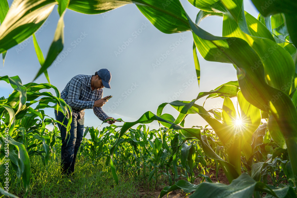 Asian farmer in corn field works with mobile phone in growing green corn fields. Business Farm. Agri