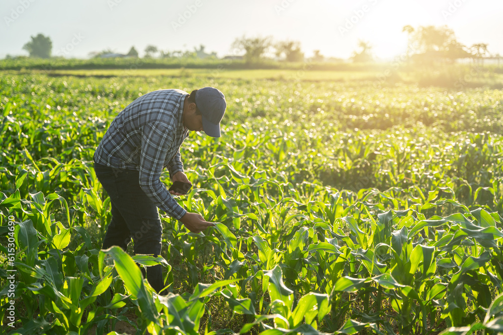 Asian farmer examining corn plant in field. Agricultural activity at cultivated land. Agriculturist 