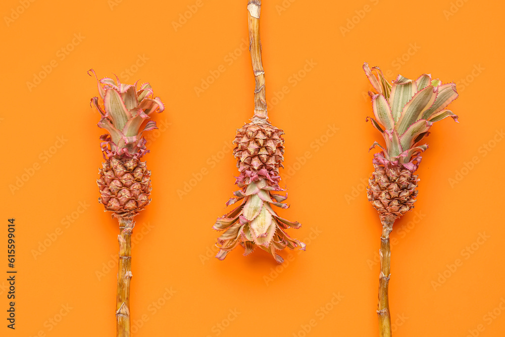 Decorative pineapples on red background