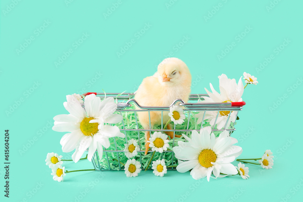 Shopping cart with cute little chick and chamomile flowers on turquoise background