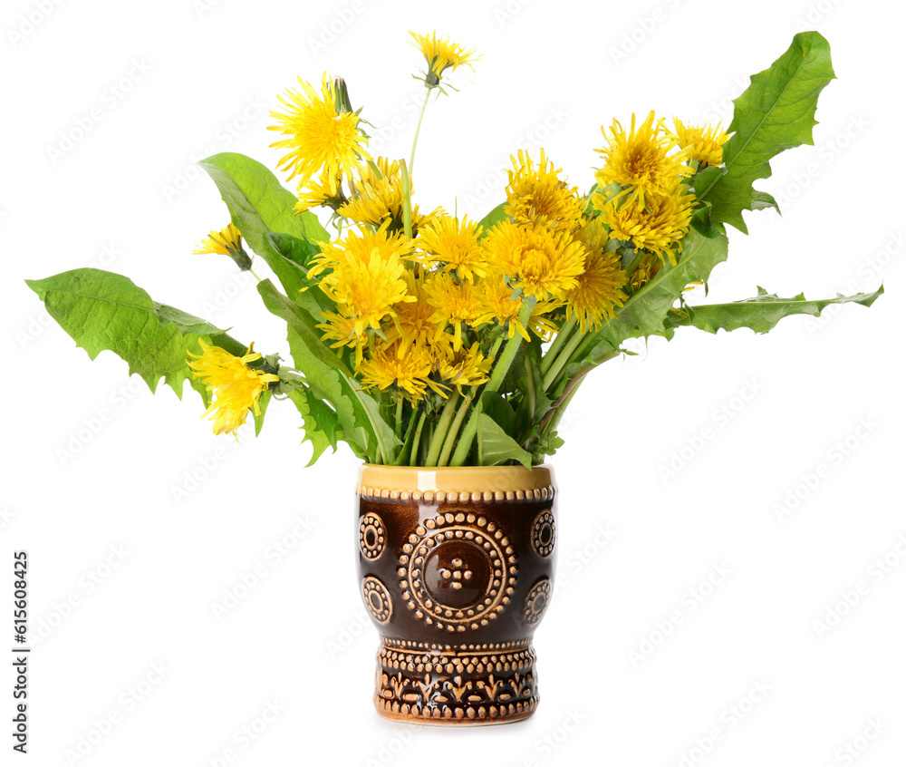 Vase with beautiful dandelion flowers on white background