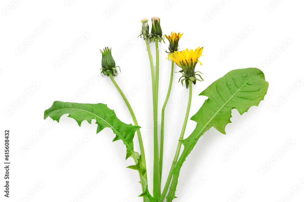 Dandelion flowers and leaves on white background