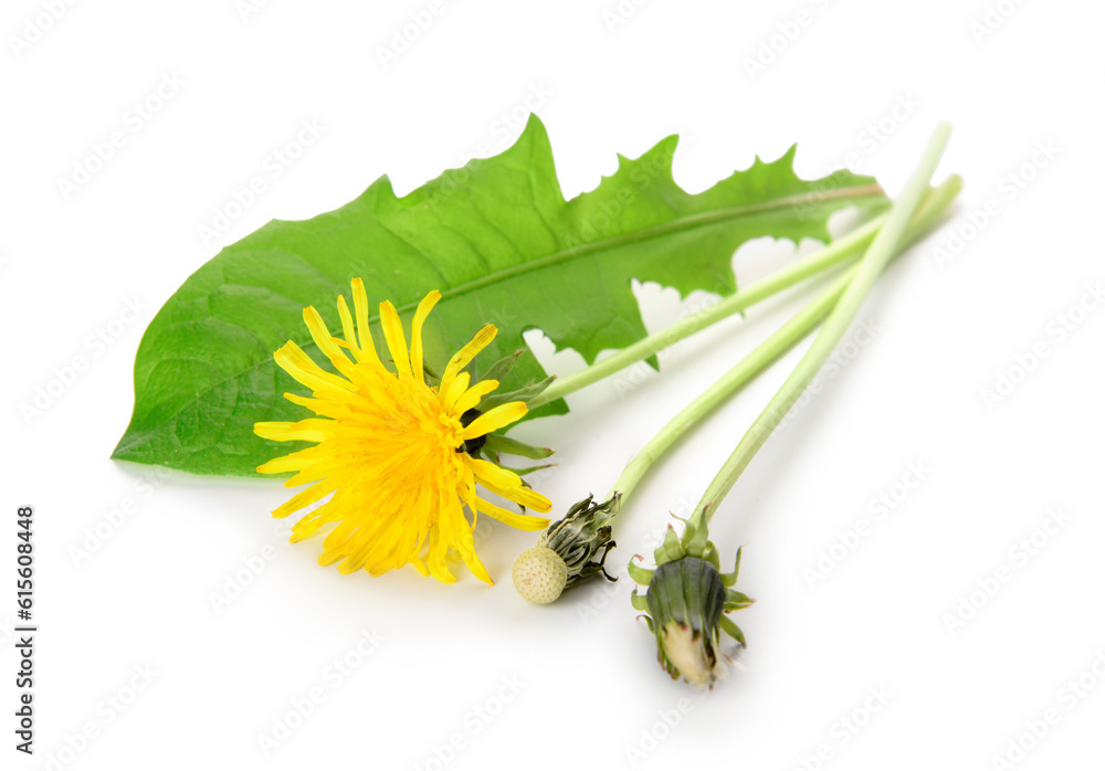 Dandelion flowers and leaf on white background