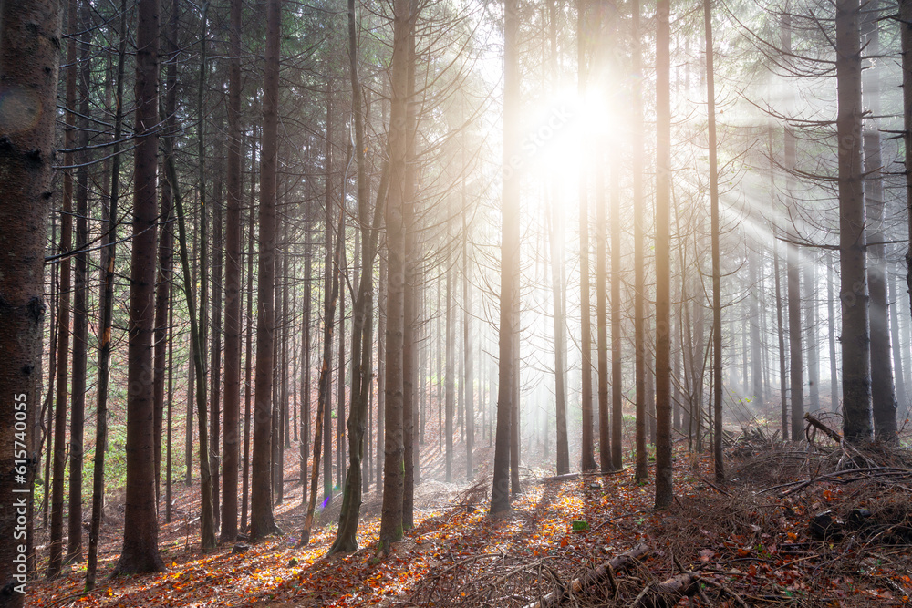 Beautiful tree forest in the sunlight.