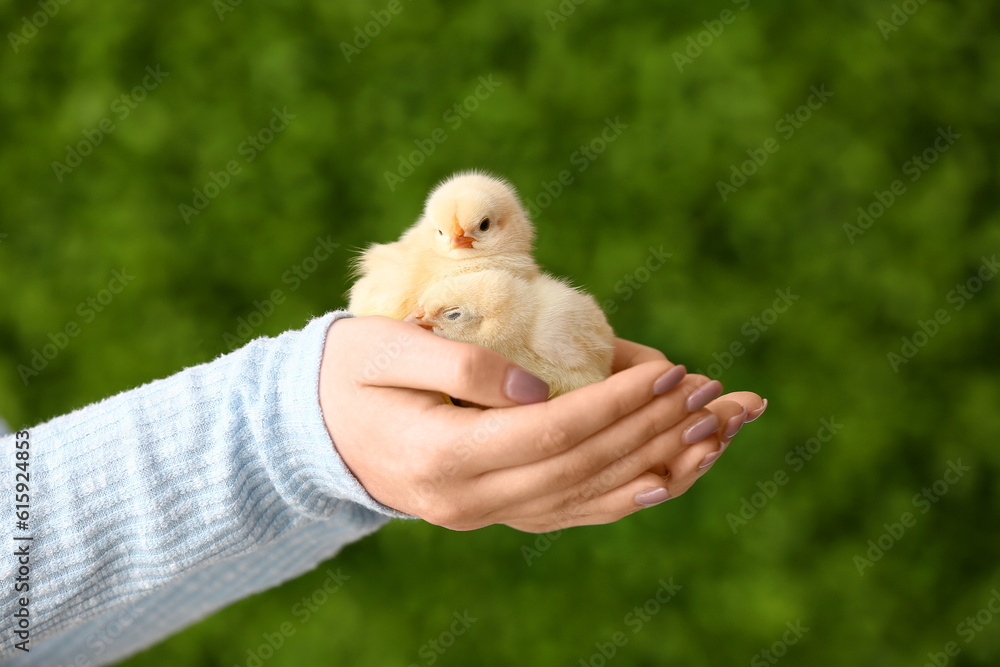 Female hands holding cute yellow chicks outdoors