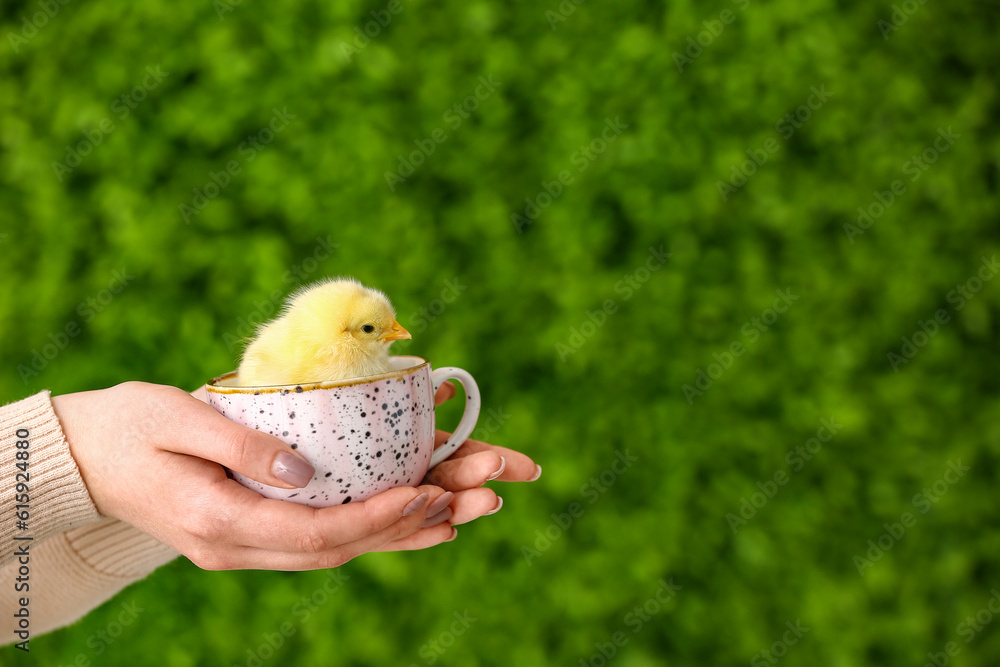 Female hands holding cup with cute yellow chick outdoors