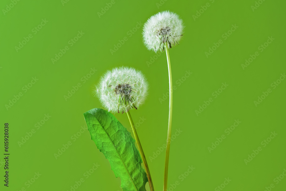 White dandelion flowers and leaf on green background, closeup