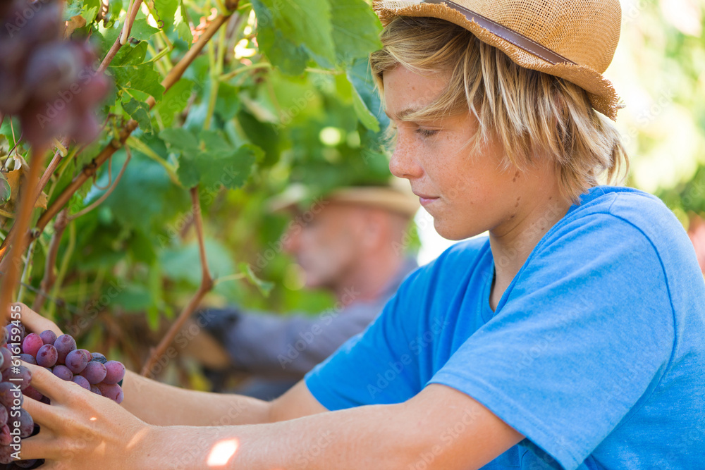 Young worker picking grapes in vineyard