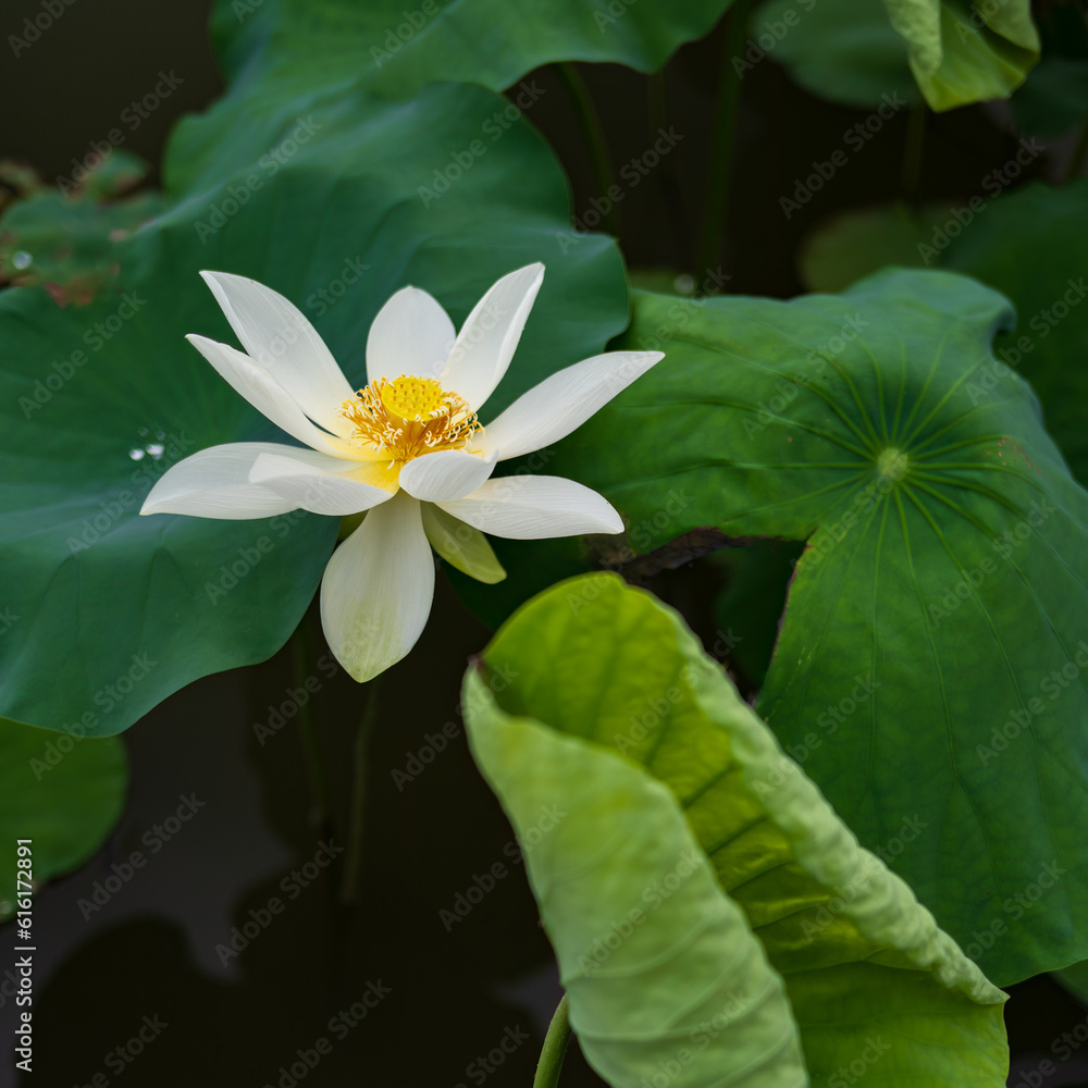 a white lotus flower with green leaves