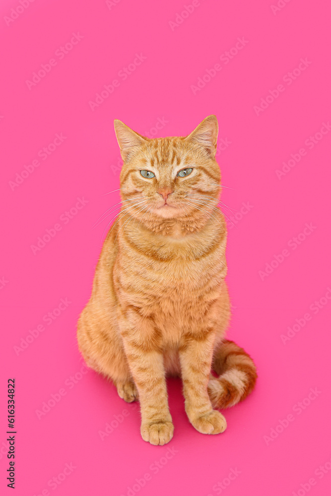 Cute ginger cat on pink background