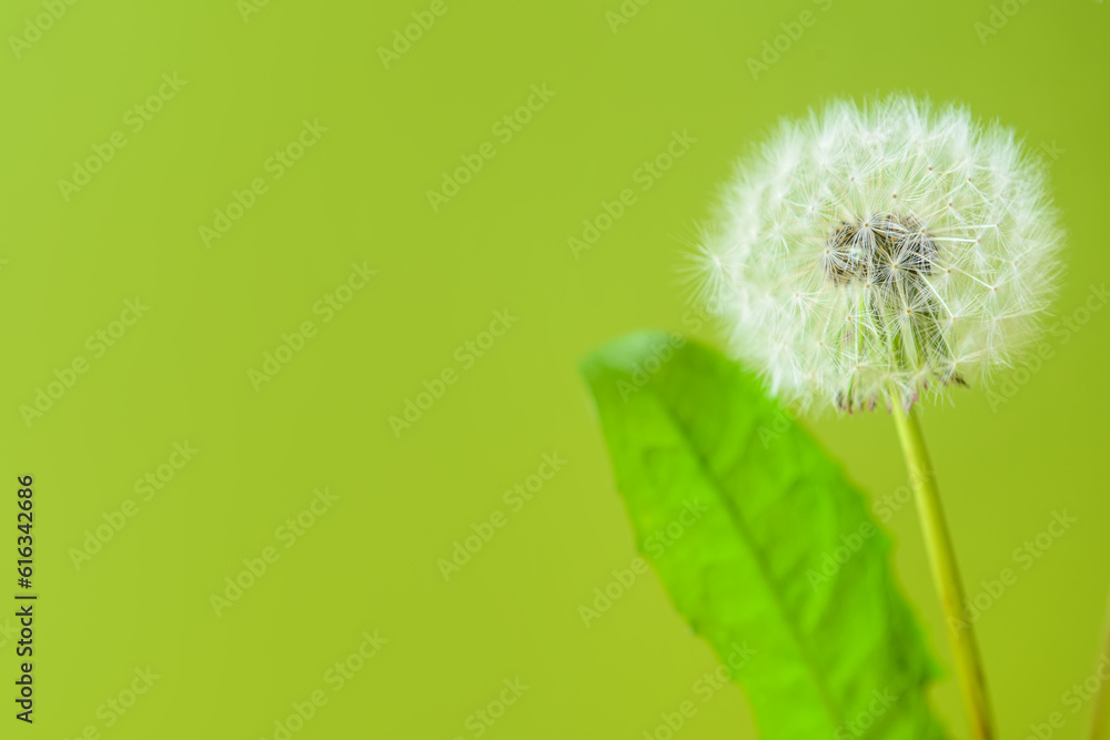 White dandelion flower with leaf on green background, closeup