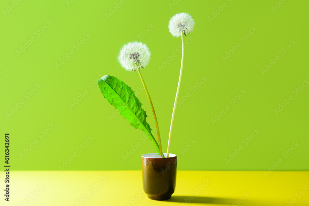 Glass with white dandelion flowers on green background