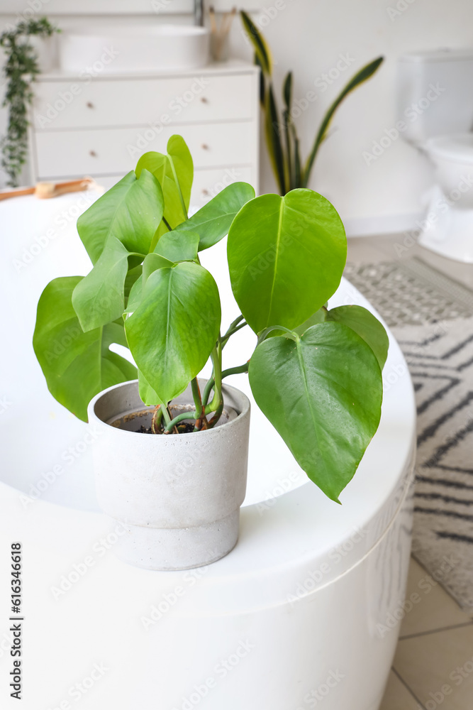 Pot with houseplant on bathtub in interior of bathroom, closeup