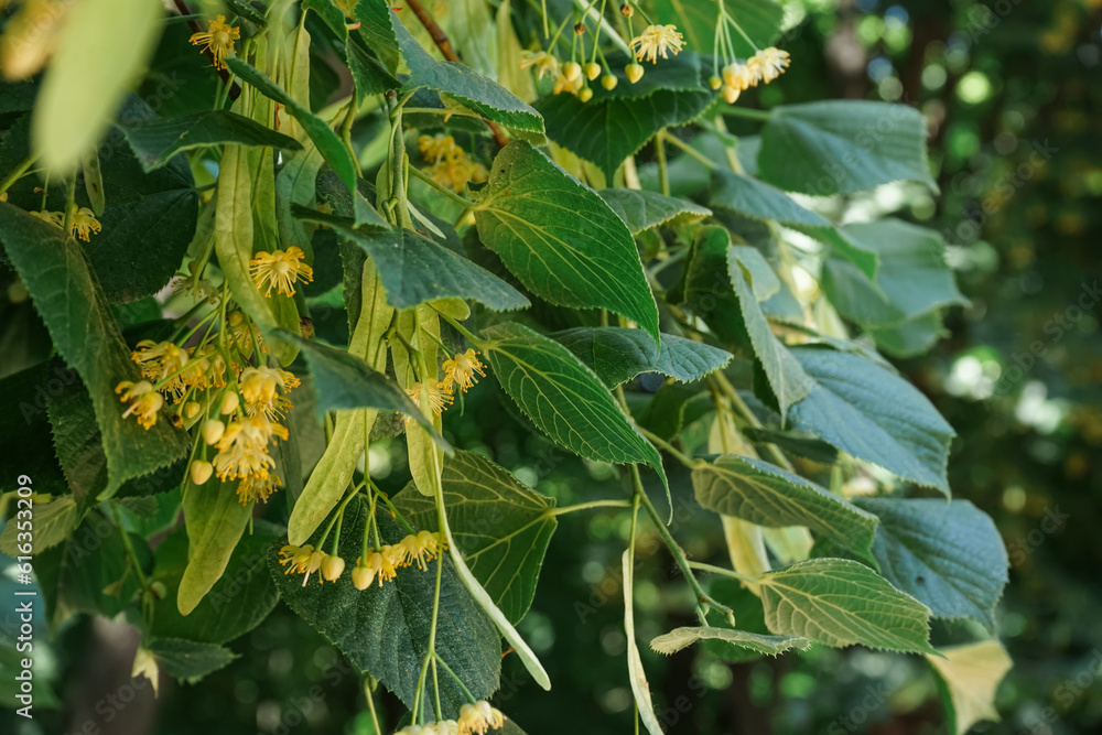 Blossoming linden branches outdoors, closeup