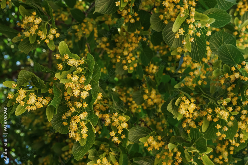 Blossoming linden tree with aromatic flowers outdoors