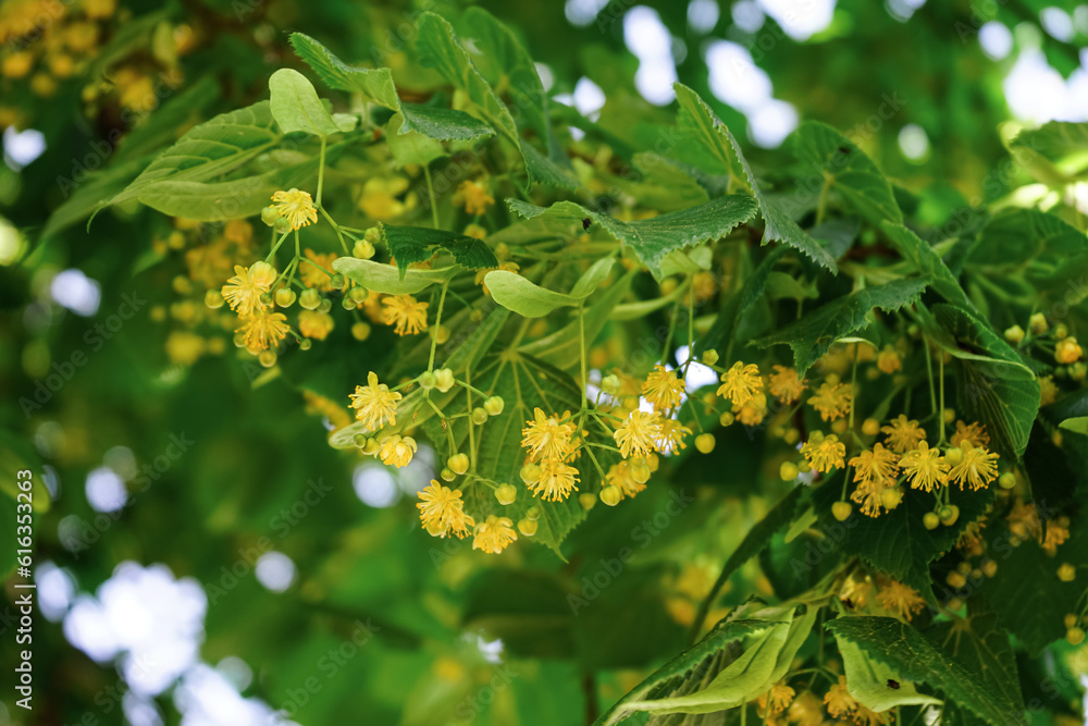 Branch of blooming linden tree with yellow flowers, closeup