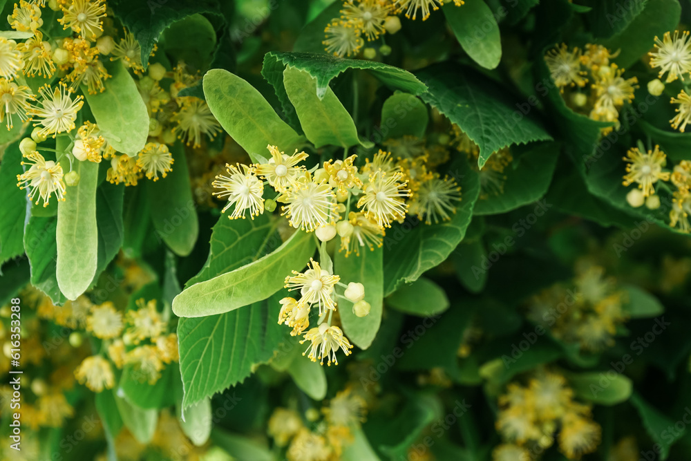 Blossoming linden tree with yellow flowers and green leaves outdoors, closeup