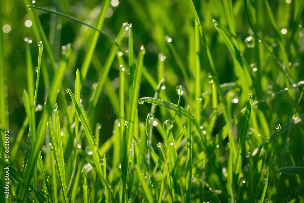 Morning dew macro on fresh green grass at morning, selective focus on water drop