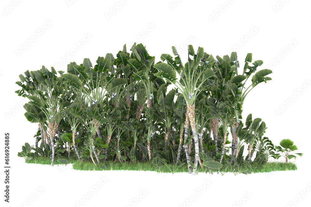 Tropical forest isolated on transparent background. 3d rendering - illustration